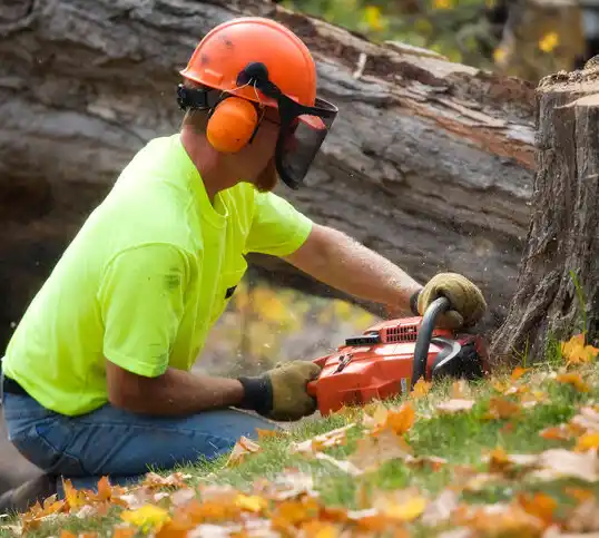 tree services Phoenix